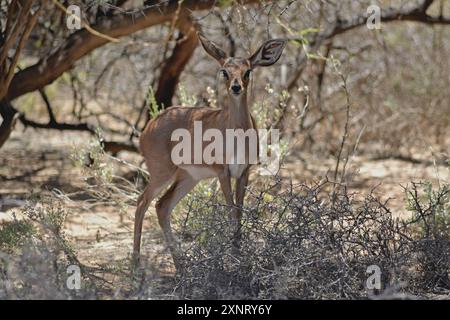 Weibliches Steenbuck (Raphicerus campestris) auf der Knersvlakte in Namaqualand Stockfoto