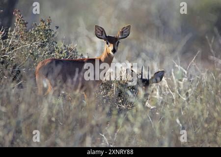 Zwei männliche Steenböcke (Raphicerus campestris), die sich in hohem Gras in Langebaan, Westküste Südafrikas, verstecken. Stockfoto