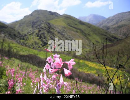 Pink Watsonia borbonica wächst nach einem Bergbrand am Franschhoek-Pass. Stockfoto