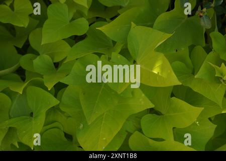 Süßkartoffel oder gelbe Süßkartoffel zu Zierzwecken (Ipomoea batatas var. margarita) ist eine Zierpflanze mit Knollen aus der Gattung Ipomoe Stockfoto