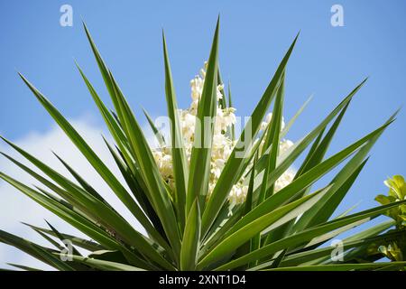 Yucca Pflanze auch bekannt als Adams Nadel, gewöhnliche Yucca. Stockfoto