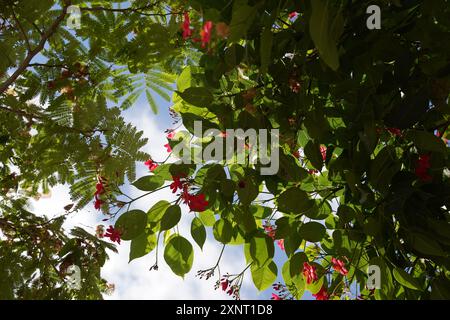 Rote Peregrina (Jatropha integerrima) Blüten mit Zweigen und Blättern im Naturgarten Stockfoto