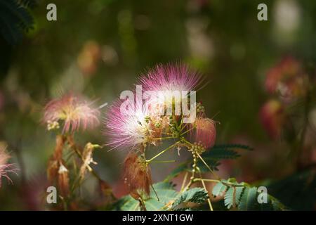 Rosa Blüten auf blühender Albizia julibrissin Pflanze. Rosa blühender persischer Seidenbaum, Nahaufnahme. Rosa Seidenblumen Stockfoto