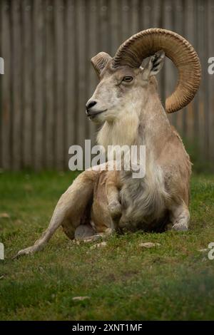 Transkaspischer Urial (Ovis orientalis arkal). Wildes Tier. Stockfoto