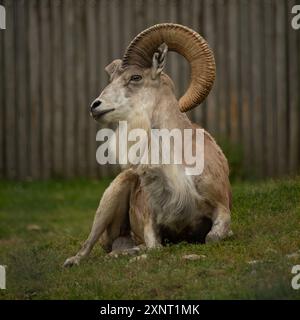 Transkaspischer Urial (Ovis orientalis arkal). Wildes Tier. Stockfoto