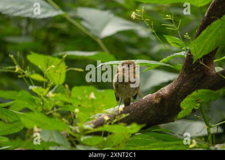 jungrotkehlchen oder jungrotkehlchen (erithacus rubecula) im Garten Stockfoto