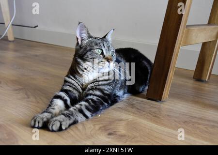 Junge Tabbykatze in einem Zimmer, liegend mit beiden Vorderbeinen zusammen. Stockfoto