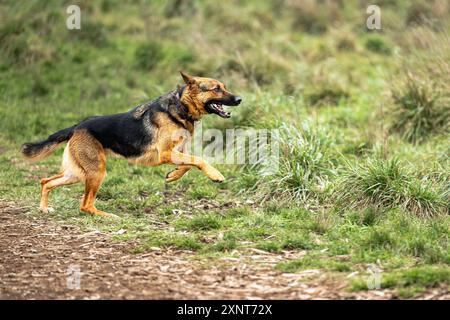 SEITENSCHUSS EINES DEUTSCHEN SCHÄFERHUNDS, DER MIT EINEM BALL IM MUND AUF DEM OFF-LEINE-HUNDEBEREICH IM MARYMOOR PARK IN REDMOND, WASHINGTON, LÄUFT Stockfoto