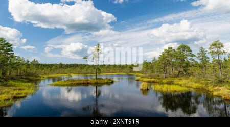 Viru Bog, eines der berühmtesten Moore im Lahemaa Nationalpark, Estland. Das einzigartige Feuchtgebiet bietet vielfältige Tierwelt und ist die Heimat eines Stockfoto