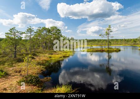 Viru Bog, eines der berühmtesten Moore im Lahemaa Nationalpark, Estland. Das einzigartige Feuchtgebiet bietet vielfältige Tierwelt und ist die Heimat eines Stockfoto