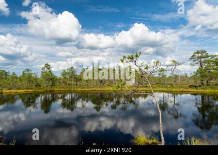 Viru Bog, eines der berühmtesten Moore im Lahemaa Nationalpark, Estland. Das einzigartige Feuchtgebiet bietet vielfältige Tierwelt und ist die Heimat eines Stockfoto