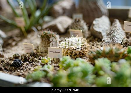 Verschiedene Arten von Kakteen und Sukkulenten in einem Gewächshaus. Verschiedene Arten tropischer Pflanzen und Blumen im botanischen Garten von Tartu, Estland. Stockfoto