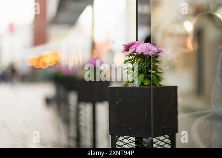 Blumen wurden als Dekoration in einem Restaurant in der farbenfrohen Kopfsteinpflasterstraße von Riga verwendet. Pulsierendes Stadtleben in der Hauptstadt Lettlands. Stockfoto