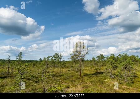 Viru Bog, eines der berühmtesten Moore im Lahemaa Nationalpark, Estland. Das einzigartige Feuchtgebiet bietet vielfältige Tierwelt und ist die Heimat eines Stockfoto