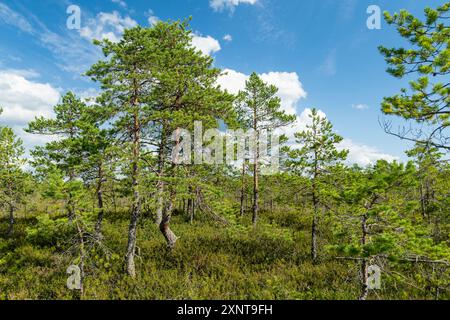 Viru Bog, eines der berühmtesten Moore im Lahemaa Nationalpark, Estland. Das einzigartige Feuchtgebiet bietet vielfältige Tierwelt und ist die Heimat eines Stockfoto