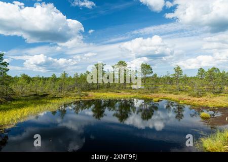 Viru Bog, eines der berühmtesten Moore im Lahemaa Nationalpark, Estland. Das einzigartige Feuchtgebiet bietet vielfältige Tierwelt und ist die Heimat eines Stockfoto