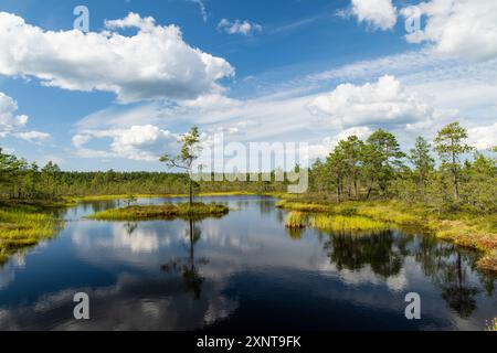 Viru Bog, eines der berühmtesten Moore im Lahemaa Nationalpark, Estland. Das einzigartige Feuchtgebiet bietet vielfältige Tierwelt und ist die Heimat eines Stockfoto