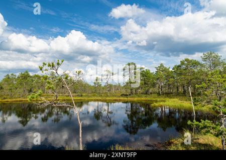 Viru Bog, eines der berühmtesten Moore im Lahemaa Nationalpark, Estland. Das einzigartige Feuchtgebiet bietet vielfältige Tierwelt und ist die Heimat eines Stockfoto