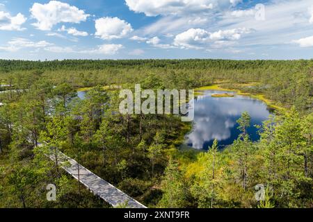 Viru Bog, eines der berühmtesten Moore im Lahemaa Nationalpark, Estland. Das einzigartige Feuchtgebiet bietet vielfältige Tierwelt und ist die Heimat eines Stockfoto