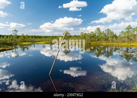 Viru Bog, eines der berühmtesten Moore im Lahemaa Nationalpark, Estland. Das einzigartige Feuchtgebiet bietet vielfältige Tierwelt und ist die Heimat eines Stockfoto