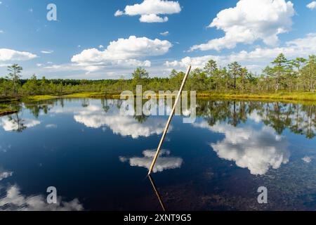 Viru Bog, eines der berühmtesten Moore im Lahemaa Nationalpark, Estland. Das einzigartige Feuchtgebiet bietet vielfältige Tierwelt und ist die Heimat eines Stockfoto