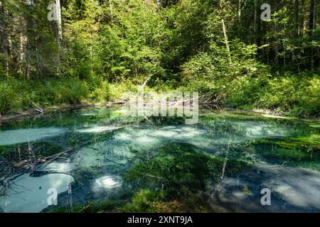 Saula Blue Springs oder Saula Siniallikad, Natur- und Kulturerbe. Es wird angenommen, dass es sich um eine Opferquelle mit blauer Farbe mit heilender Kraft handelt. Saul Stockfoto