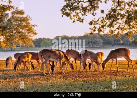 Herde wilder Weißwedelhirsche, weidet auf dem Campingplatz in der Calliham Unit des Choke Canyon State Park, Sonnenuntergang im späten Herbst, South Texas Region, Texas, USA Stockfoto