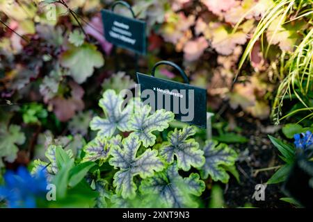 Verschiedene Pflanzen- und Blumenarten im botanischen Garten von Tartu, Estland. Stockfoto