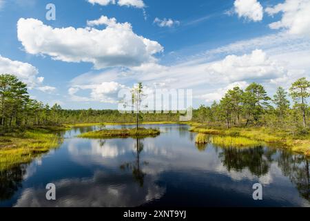 Viru Bog, eines der berühmtesten Moore im Lahemaa Nationalpark, Estland. Das einzigartige Feuchtgebiet bietet vielfältige Tierwelt und ist die Heimat eines Stockfoto