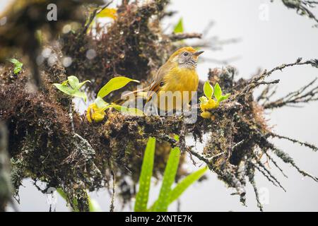 Barthroated Minla oder Kastanienschwanzminla Actinodura strigula Stockfoto