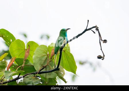 Blaubärtige Bienenfresser Nyctyornis athertoni in Kaeng Krachan NP Thailand Stockfoto