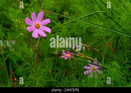 COSMOS bipinnatus, allgemein bekannt als Gartenkosmos, rosa Blumen, mexikanischer Aster oder Cosmea, eine mittelgroße krautige Pflanze aus der Familie der Asteraceae, Stockfoto