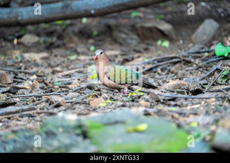Asiatische Smaragdtaube Chalcophaps indica Stockfoto