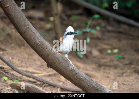 Weißkäppchen-Lachthrush, Garrulax leucolophus in Kaeng Krachan NP Thailand Stockfoto