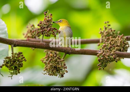 Indische weiße Augen essen kleine Beeren, Zosterops palpebrosus in Doi Inthanon Thailand Stockfoto