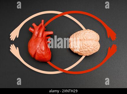 Herz-Hirn-Modelle mit handgeformten Kreisen als visuelle Darstellung der Verbindung zwischen Herz und Gehirn, symbolisiert Emotionen und Stockfoto