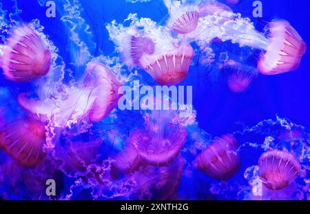 Lebendige abstrakte Tapete mit einer faszinierenden Gruppe von Quallen, die in Neonfarben vor einem ruhigen blauen Wasserhintergrund leuchten, perfekt für Uniqu Stockfoto