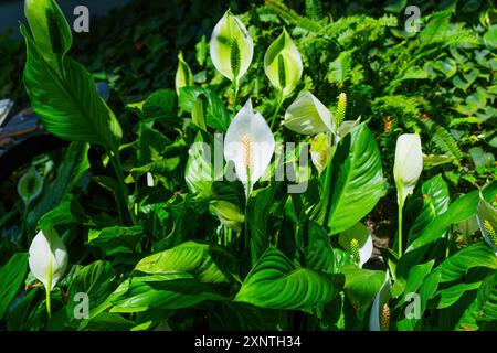 Friedenslilien mit weißen Blüten und grünen Blättern im Sonnenlicht. Stockfoto