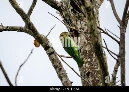 Grünohr-Barbet, Psilopogon faiostrictus in Kaeng Krachan NP Thailand Stockfoto