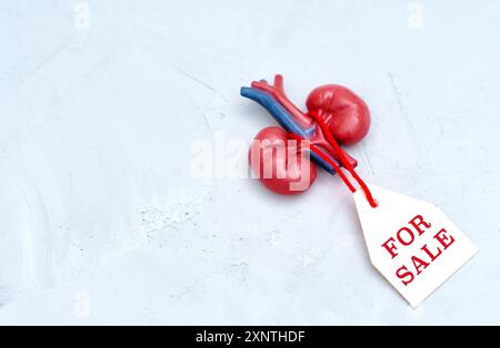 Nahaufnahme eines Nieren-Modells aus Kunststoff mit einem „for Sale“-Etikett auf hellem Hintergrund. Gesundheitspolitik, Ethik und Organspendekonzept. Stockfoto
