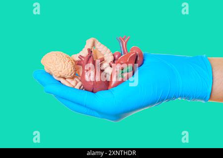 Nahaufnahme einer Hand, die einen blauen Handschuh trägt und detaillierte anatomische Modelle menschlicher Organe enthält, einschließlich Gehirn, Herz, Leber, Lunge und Darm. Stockfoto