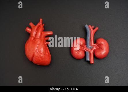 Detaillierte anatomische Modelle eines Herzens und einer Niere zusammen auf dunklem Hintergrund dargestellt. Menschliche anatomische Sehhilfen. Stockfoto