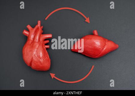 Anatomische Modelle von Herz und Leber, die durch Pfeile verbunden sind und dynamische Beziehungen veranschaulichen. Anatomieerziehung und Trainingskonzept. Stockfoto