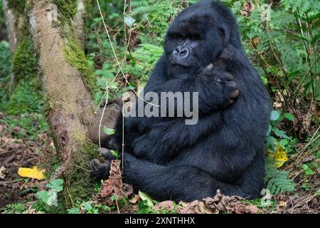 Ruanda, Volcanoes National Park. Berggorilla (Gorilla beringei beringei) Kwitinda alias Kwitonda Familiengruppe. Stockfoto