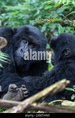 Ruanda, Volcanoes National Park. Berggorilla (Gorilla beringei beringei) Kwitinda alias Kwitonda Familiengruppe. Mutter und Kind im Dschungel-Lebensraum. Stockfoto