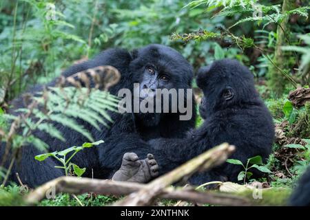 Ruanda, Volcanoes National Park. Berggorilla (Gorilla beringei beringei) Kwitinda alias Kwitonda Familiengruppe. Mutter und Kind im Dschungel-Lebensraum. Stockfoto