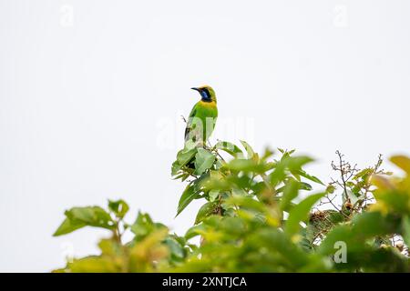 Laubvogel mit goldener Front, Chloropsis aurifrons Stockfoto