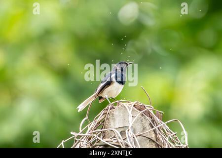 Orientalischer Elster-robin, Copsychus saularis mit vielen kleinen Fliegen Stockfoto