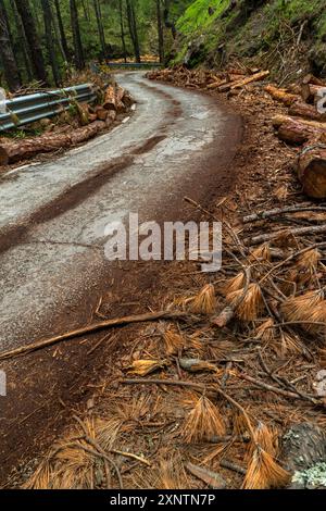 Die Entwaldung in den Hügeln von Uttarakhand aufgrund von Straßenverbreiterung und neuer Infrastrukturentwicklung führt zu katastrophalen Folgen, mit Kiefern b Stockfoto