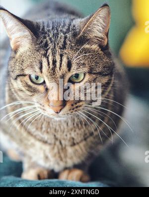 Home Katze auf dem Sofa in Fensterlicht mit scharfen grünen Augen und wunderschönem Fell mit Tigerstreifen Stockfoto